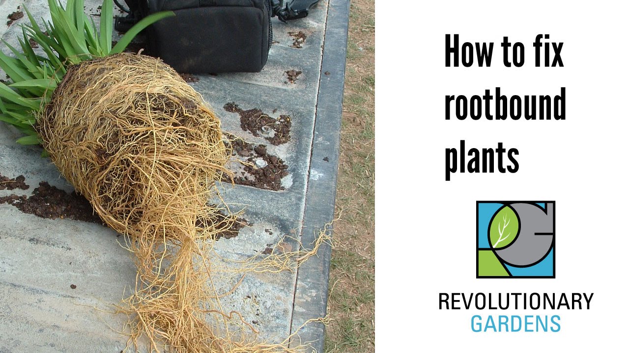 How to Fix Rootbound Plants