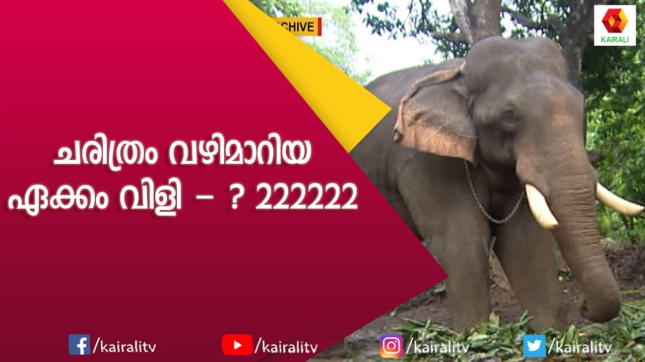 നെന്മാറ - വല്ലങ്ങി ദേശവേലയിലെ കൊമ്പന്മാരും കാഴ്ചകളും | E for Elephant | Kerala Elephant | Kairali TV