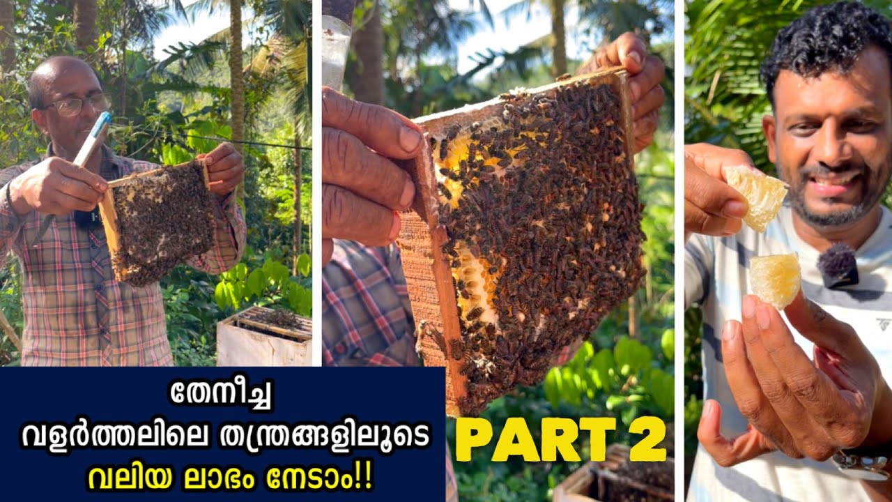 തേനീച്ച വളർത്തലിലെ തന്ത്രങ്ങളിലൂടെ വലിയ ലാഭം നേടാം | Honey bee farming