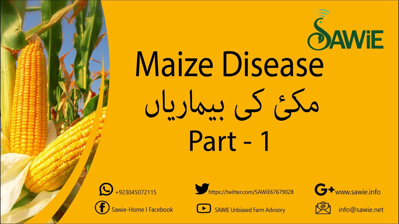 Maize Diseases | Stalk Rot | SAWiE | Urdu