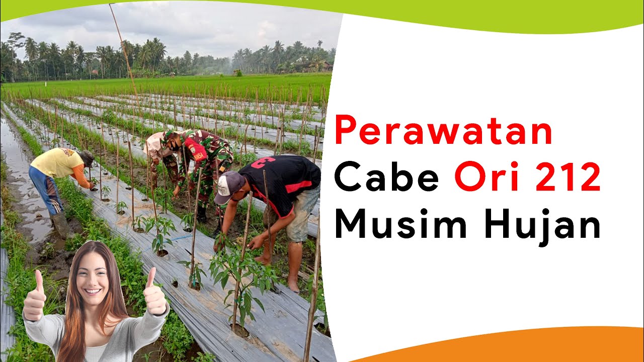 Perawatan Cabe Ori 212 Fase Vegetatif Musim Hujan
