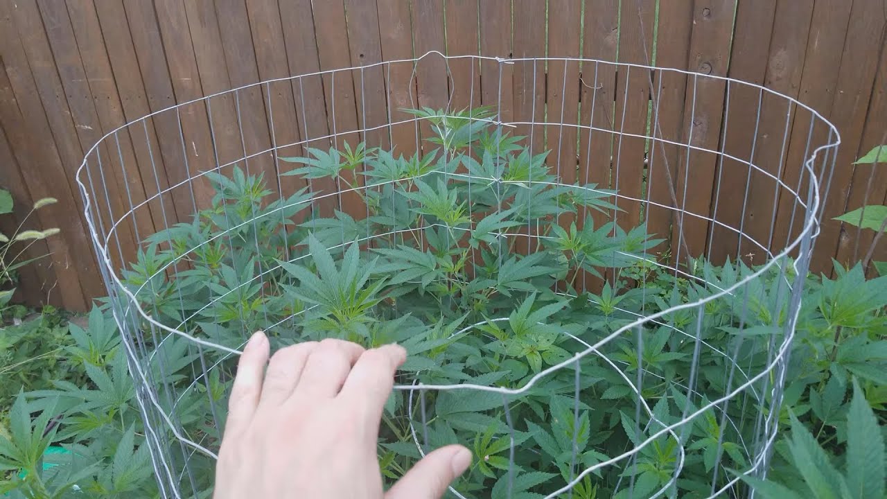 2020 Outdoor Cannabis Garden Tour  |  Garden Update [#04]  -  August 2