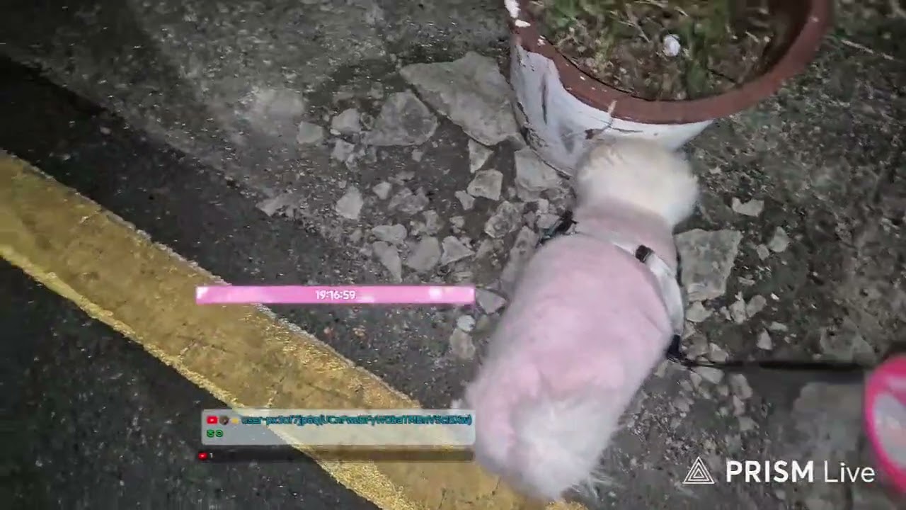 강아지 산책