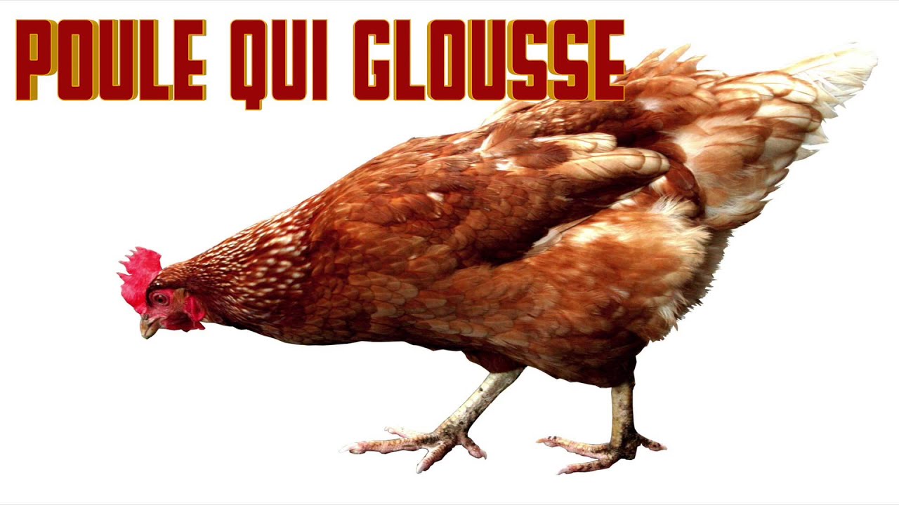 POULE qui GLOUSSE Chicken sounds - Cri de la poule - Verso della gallina - Chicken sound