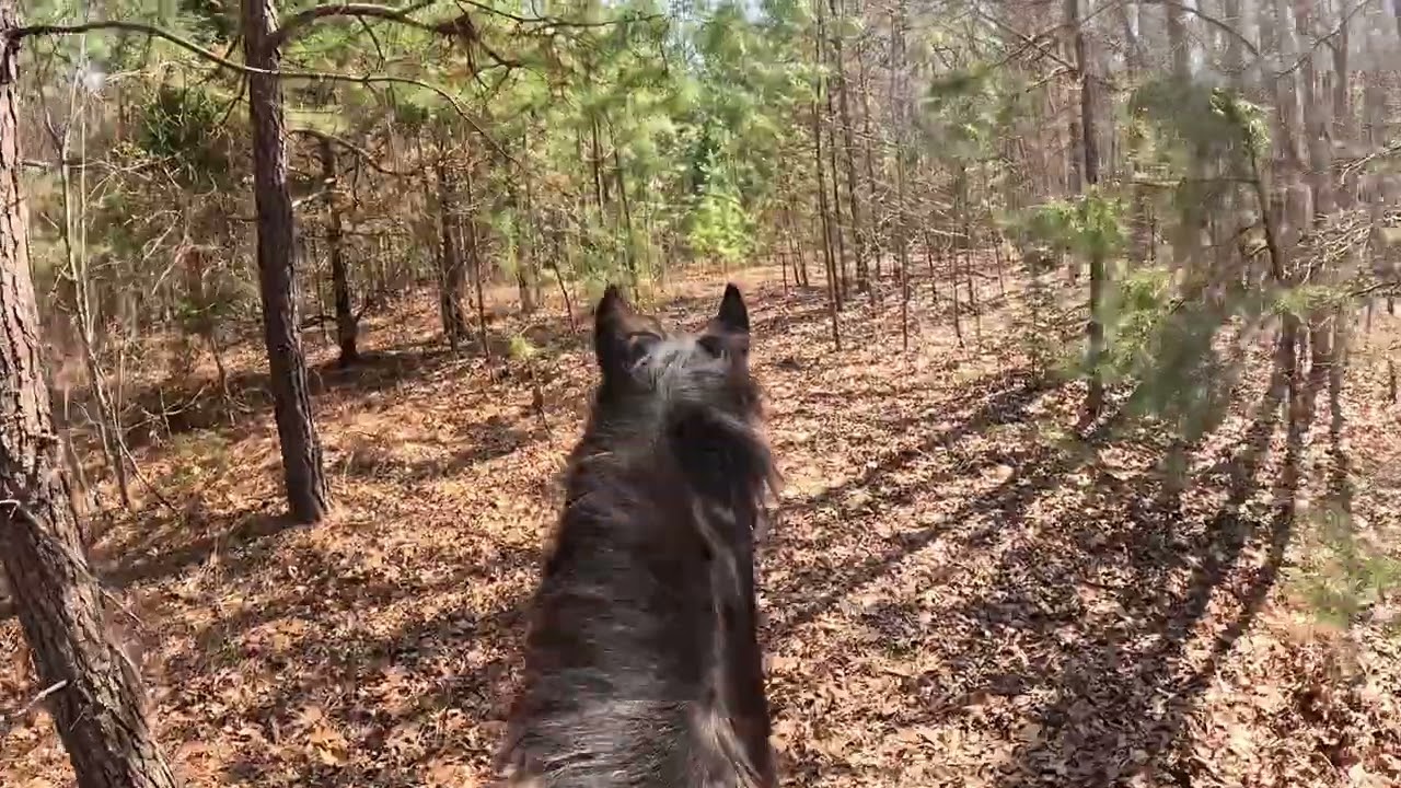 Trail to the vineyard #outdoors #horse 