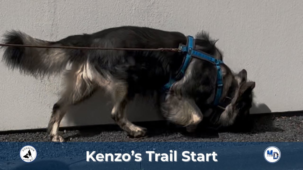 Mantrailing Duisburg | Kenzo, Duisburg Asterlagen , August 2025