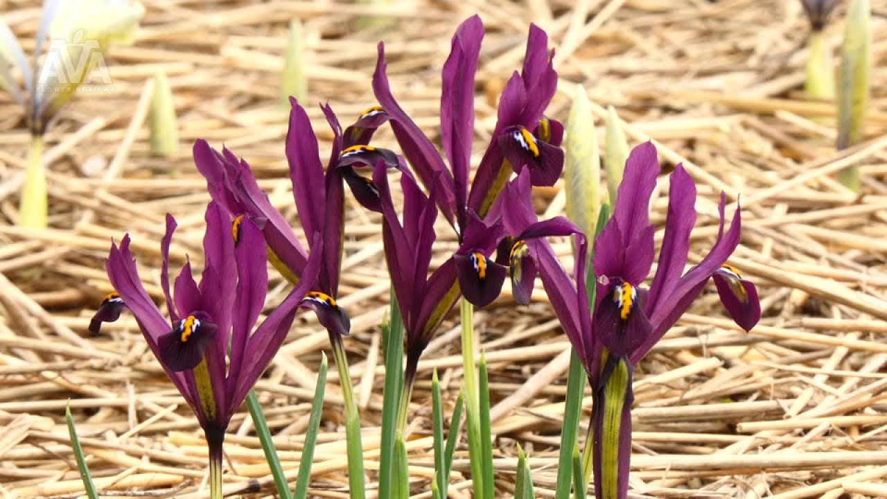 'George' - Iris reticulata