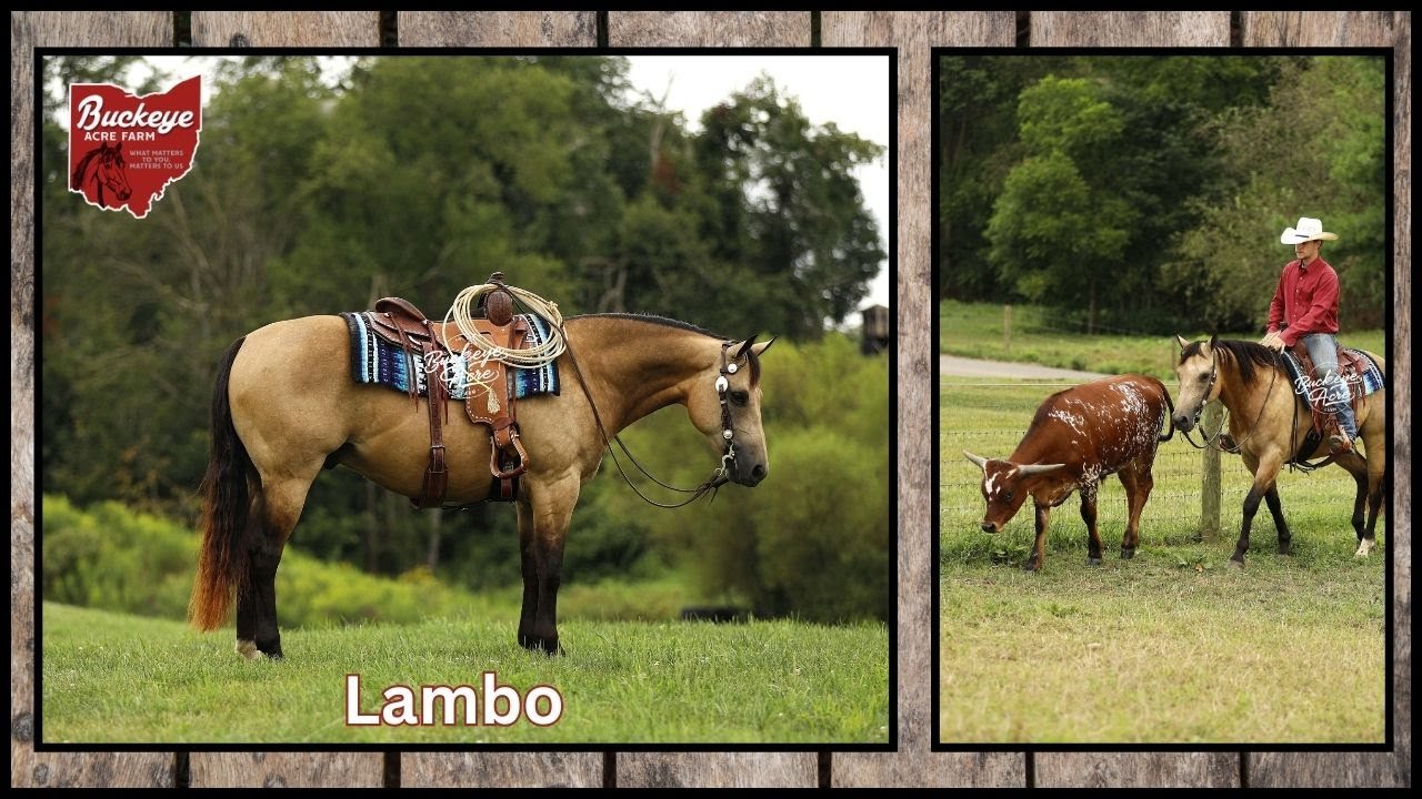 Lot# 8 Pine Storm Offered By Buckeye Acre Farm @ The SoCal Premier Horse Sale | Lambo | Buckskin