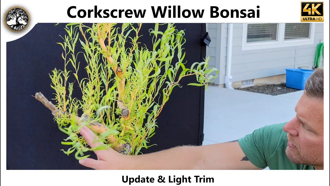 Corkscrew Willow Bonsai - Update & Light Trim