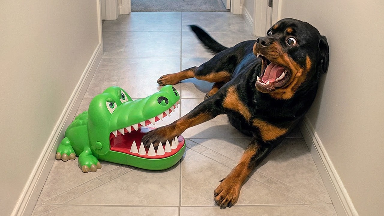 Overdramatic Animals That Will Make You Smile