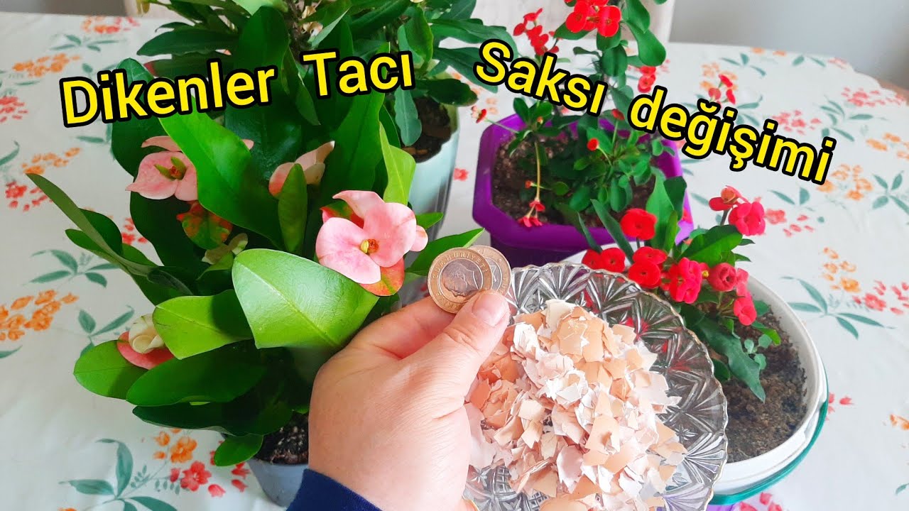 Dikenler Tacı Bu Kürden Sonra Çıldırdı ✅Çiçek Bakımı✅ Çiçek Coşturan