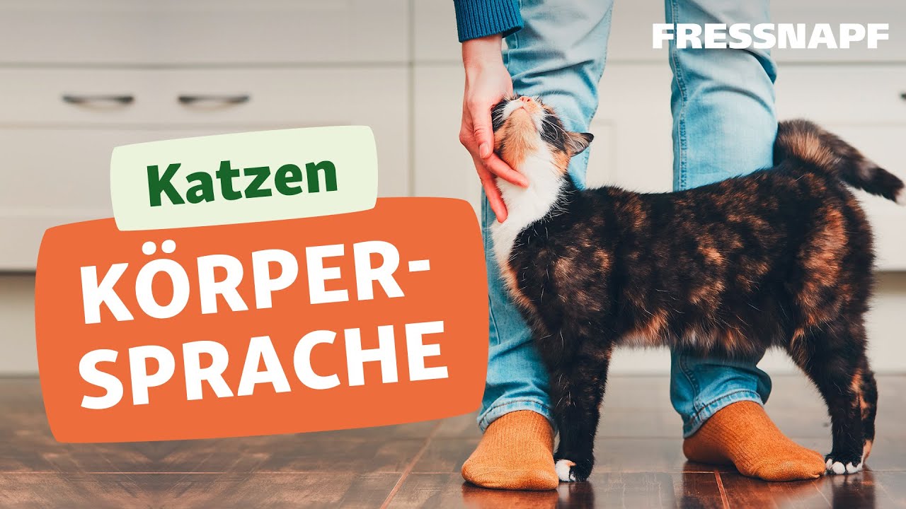 K&ouml;rpersprache bei Katzen - Signale erkennen