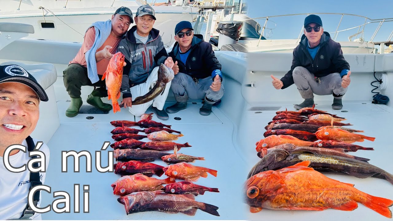 Chuyến đi câu cá mú, thật là tuyệt vời!