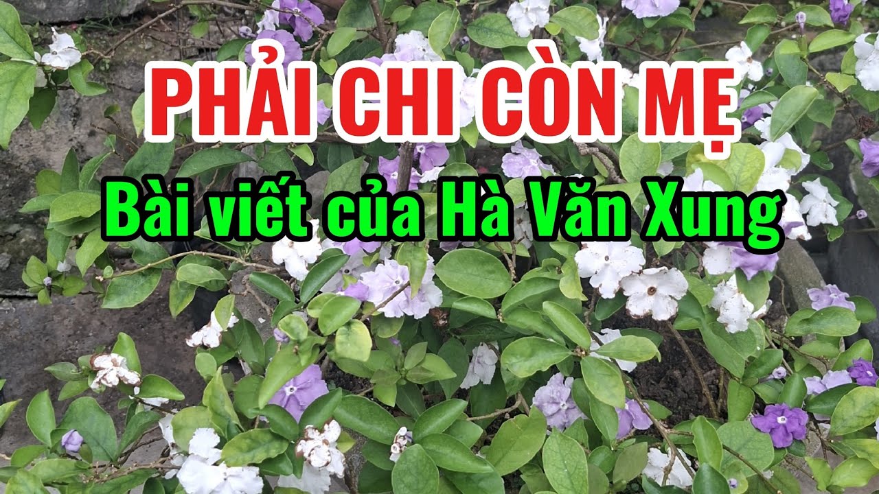PHẢI CHI CÒN MẸ. BÀI CỦA HÀ VĂN XUNG.