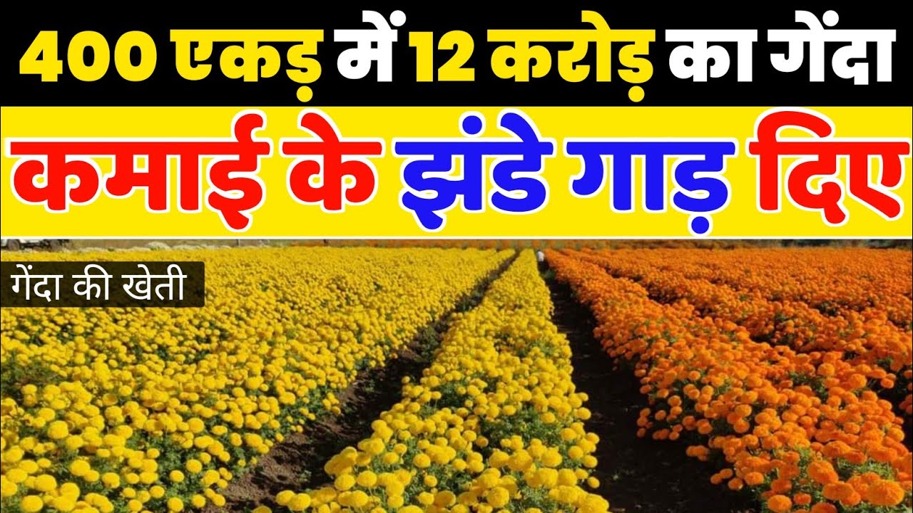 गेंदा की खेती कब और कैसे करें पूरी जानकारी | Genda ki kheti | Marigold farming | gende ki kheti