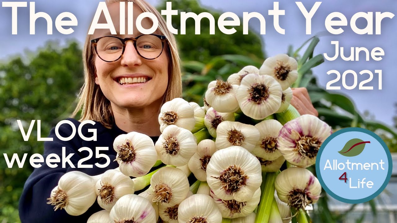 Garlic and Elephant Garlic Harvest, Preparation and Curing  | The Allotment Year 2021 VLOG
