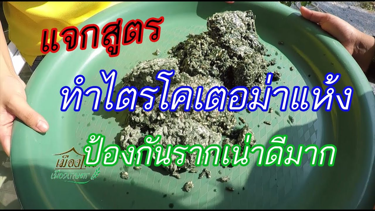 ep46 ไตรโคเดอม่าแห้ง