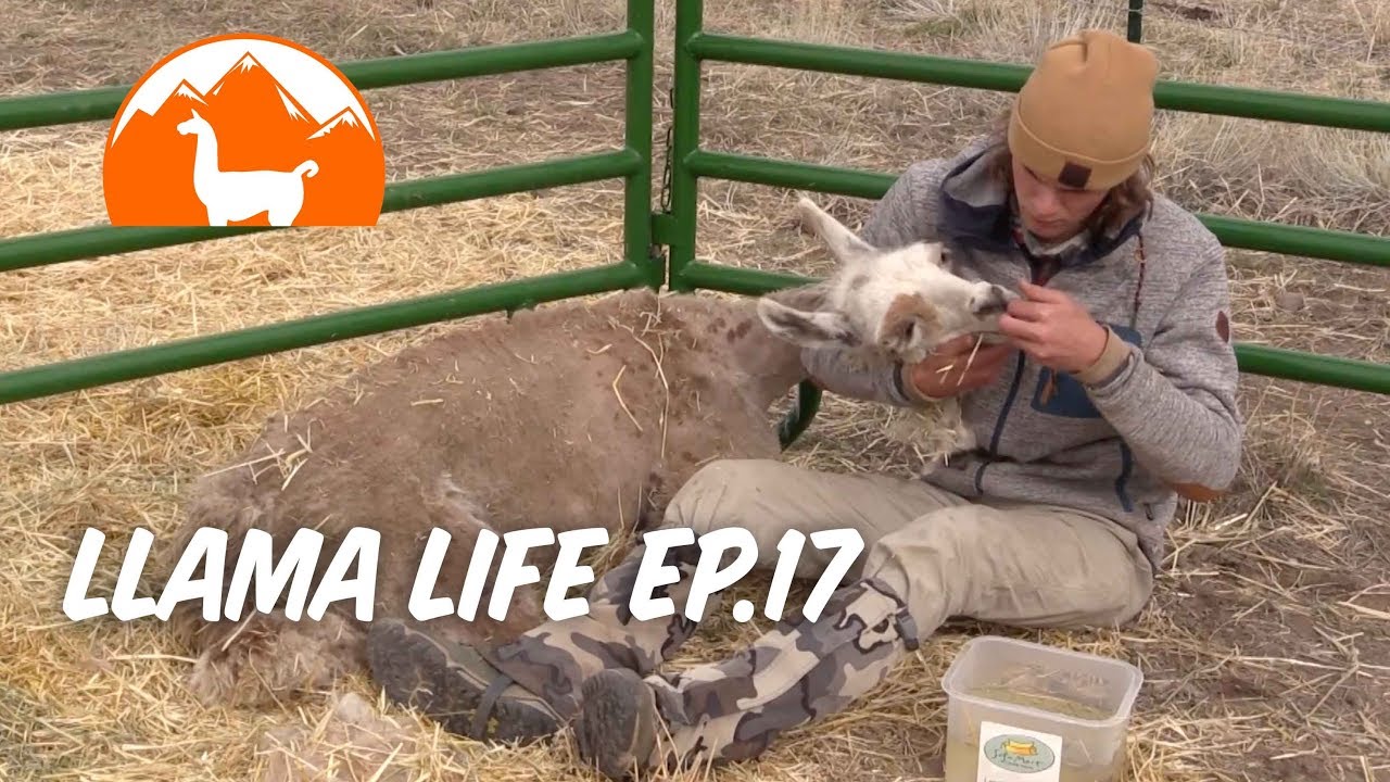 Llama with Tick Paralysis - Ep. 17 - Llama Life (Part 1 of 2)