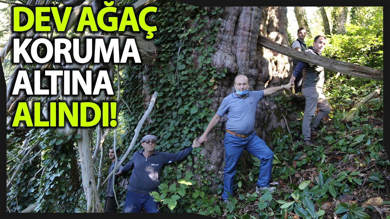 Türkiye’nin En Geniş Çaplı Porsuk Ağacı Artvin’de Tescillendi
