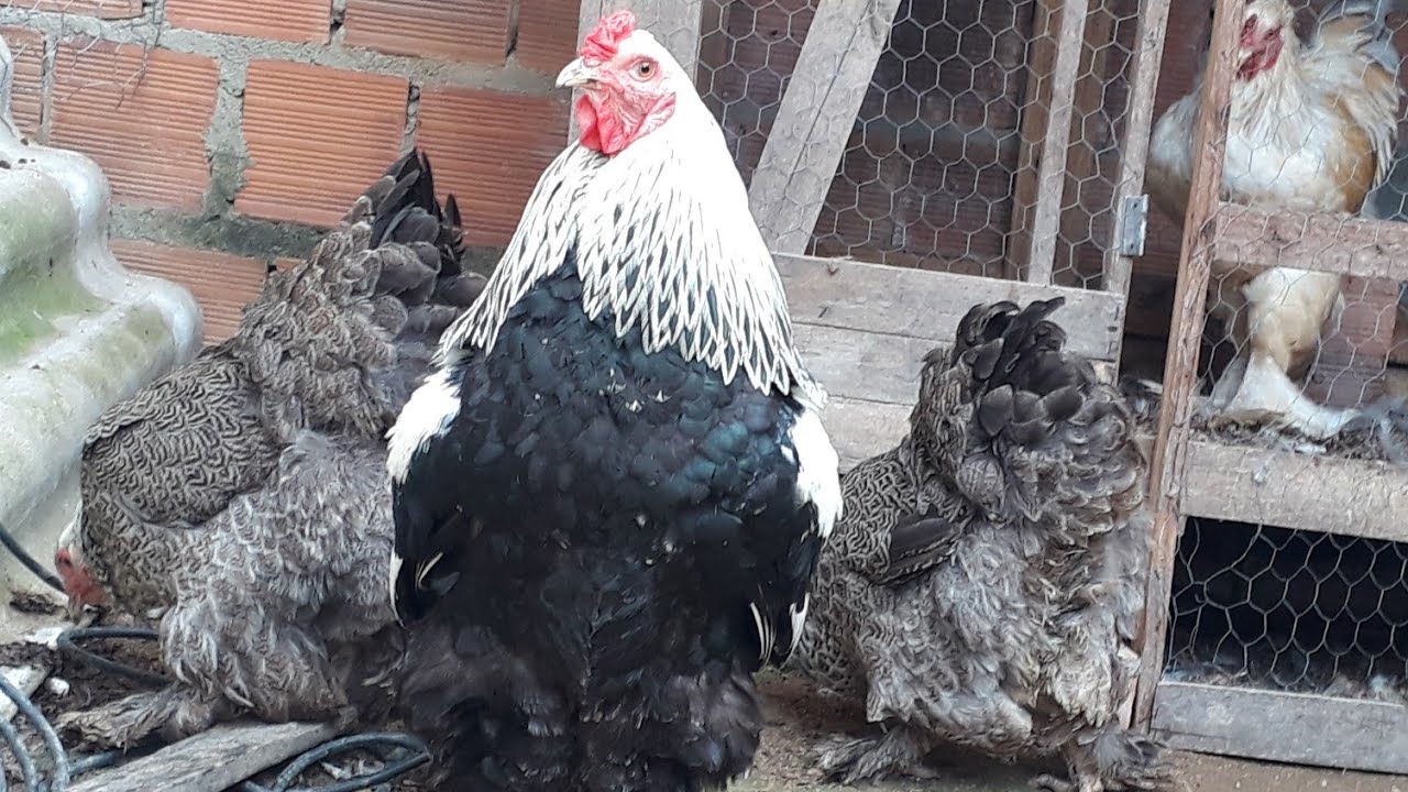 MOSTRANDO A CRIAÇÃO #BRAHMA DARK