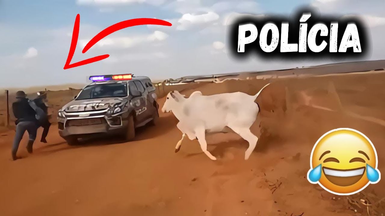 TENTE NÃO RIR - Melhores Vídeos Engraçados e memes