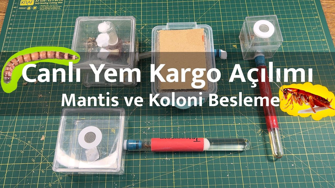 Canlı Yem Kargo Açılımı | Mantis ve Koloni Besleme