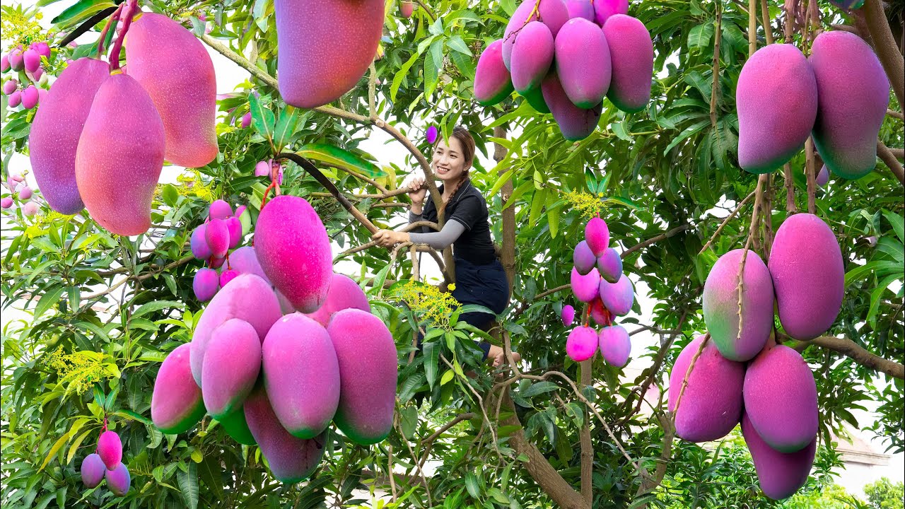 Harvesting Giant Purple Mango tree with lots of fruit - Go to market sell - Cooking - Ly Tu Tien Hoa
