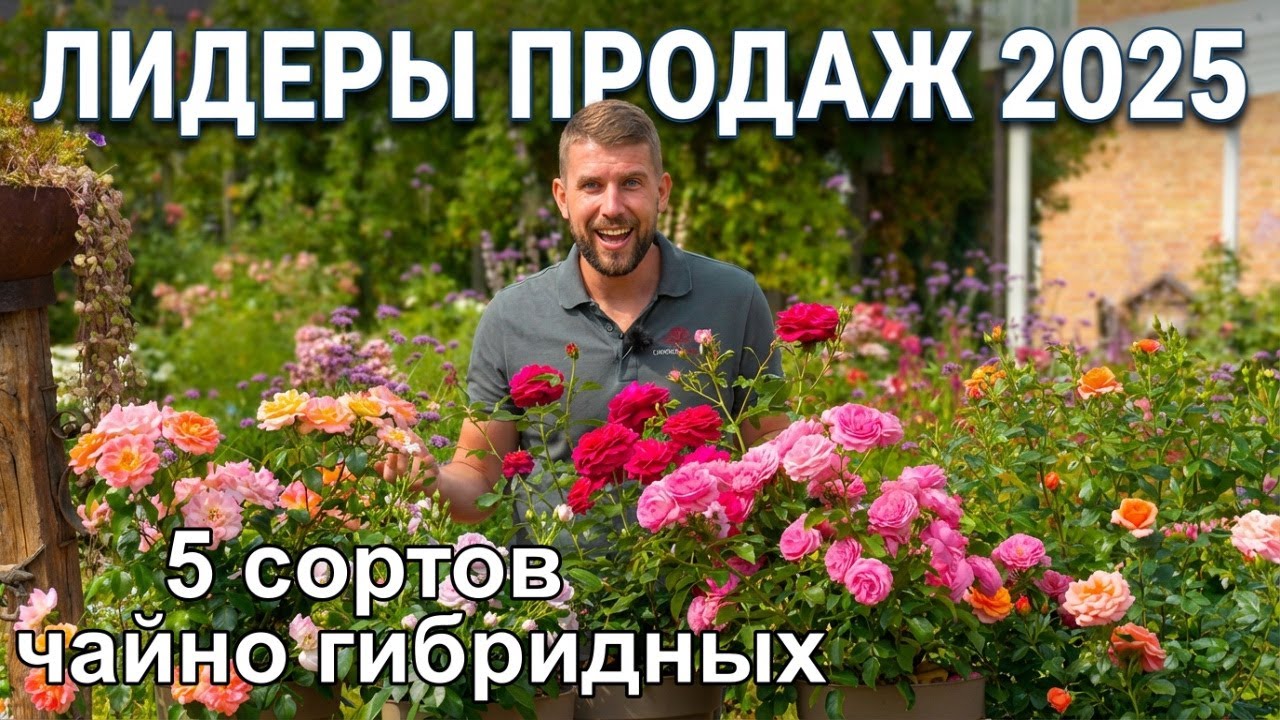ЛИДЕРЫ ПРОДАЖ ЧАЙНО ГИБРИДНЫХ РОЗ 2025 ГОДА
