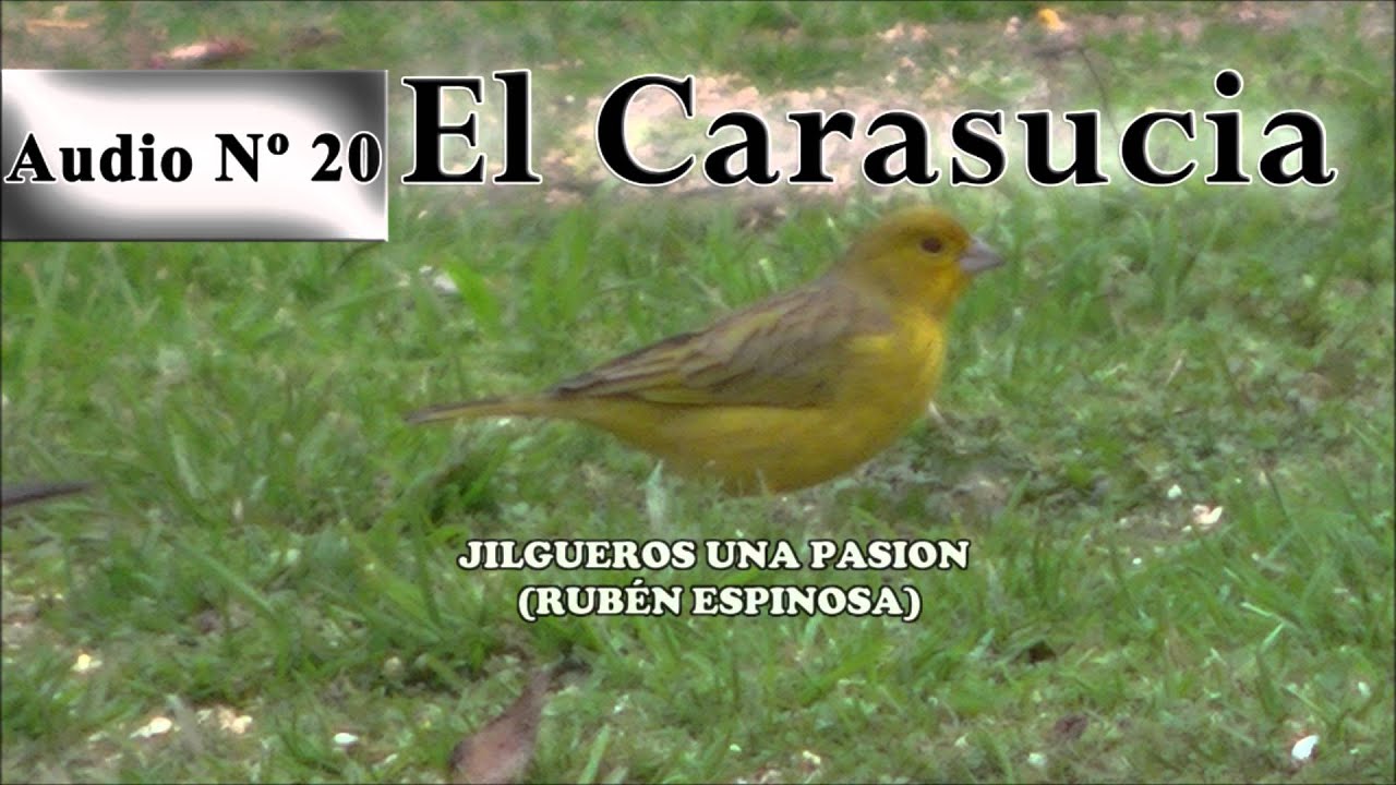 Jilgueros una pasion   CD del Carasucia