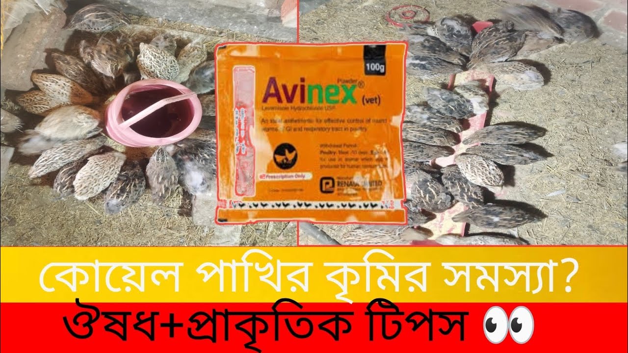 কোয়েল পাখির কৃমি হলে কি করবেন? লক্ষণ, ক্ষতি, ওষুধ ও প্রাকৃতিক চিকিৎসা সম্পূর্ণ গাইড