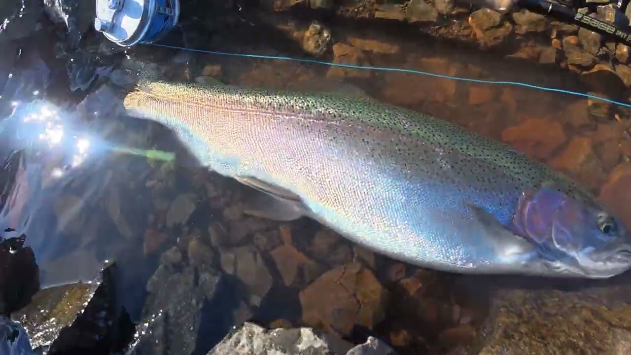 本栖湖でFly Fishing!