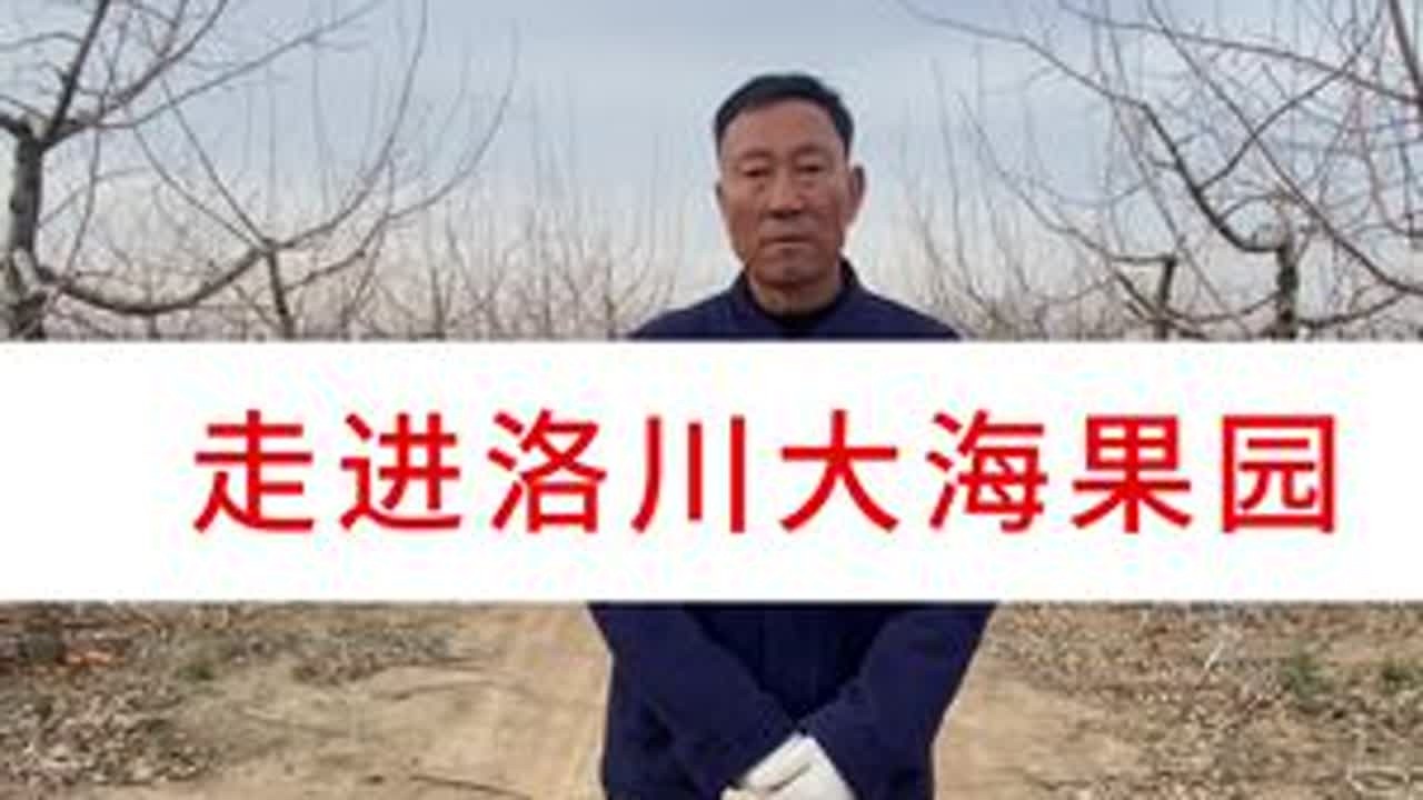 走进洛川大海家的田间地头 同是果农，分享苹果的管理经验与技巧，承蒙各位厚爱#分享农业知识帮农民增产增收 #洛川大海