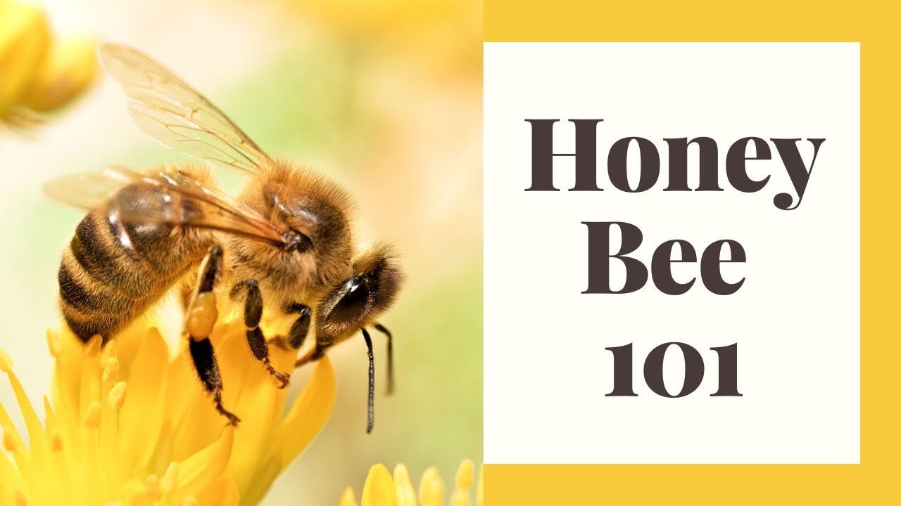 Beekeeping Basics: Getting Started With Honeybees