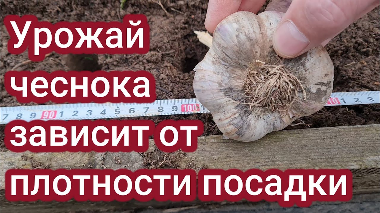 Урожай чеснока зависит от плотности посадки.