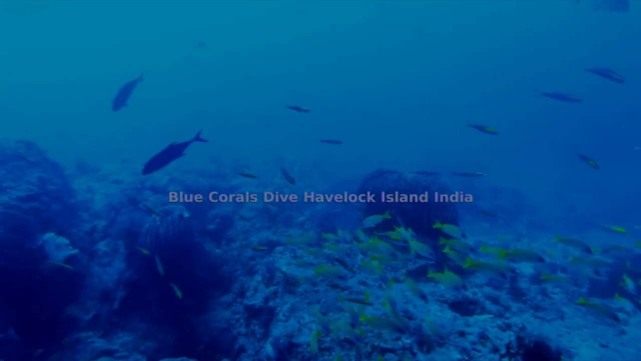 Blue Corals Dive Havelock Island India