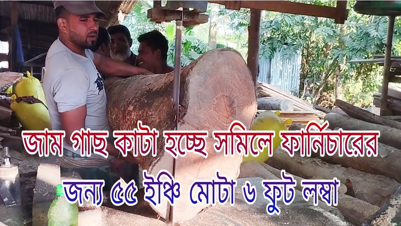 জাম গাছ কাটা হচ্ছে সমিলে ফার্নিচারের জন্য ৫৫ ইঞ্চি মোটা ৬ ফুট লম্বা