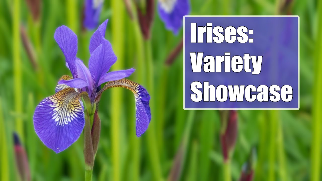 Iris Showcase: From Bearded to Siberian, Discover Unique Types of Perennial Iris Flowers...