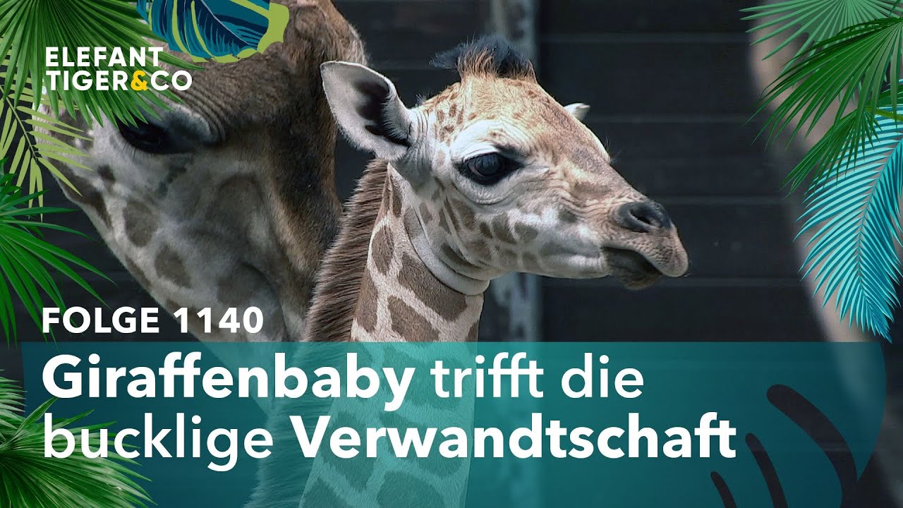 Die wilden ersten Tage der kleinen Giraffe (Folge 1140) | Elefant, Tiger & Co. | MDR
