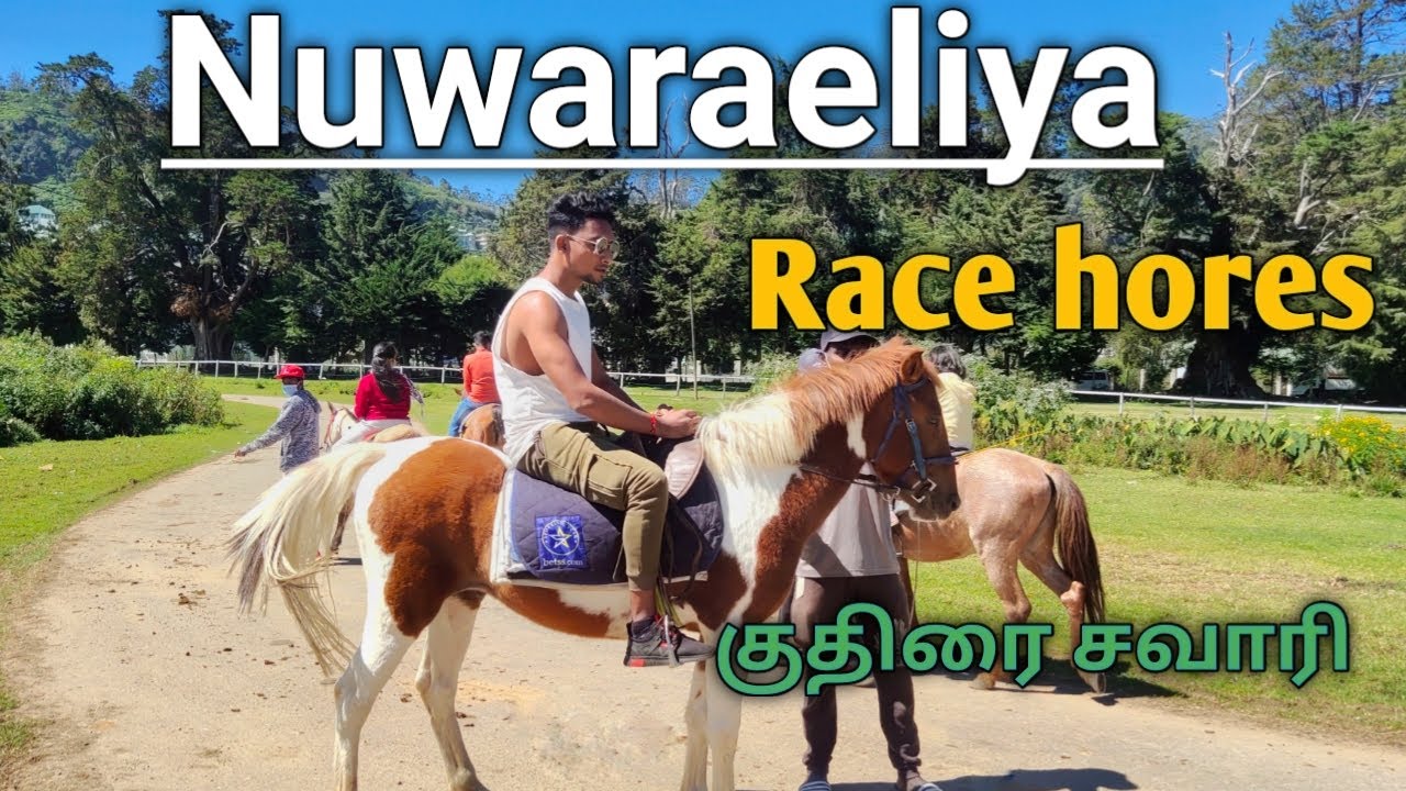 Horse Racing | Nuwara Eliya | Tamil | srilanka 🇱🇰 | WIDE A WAY