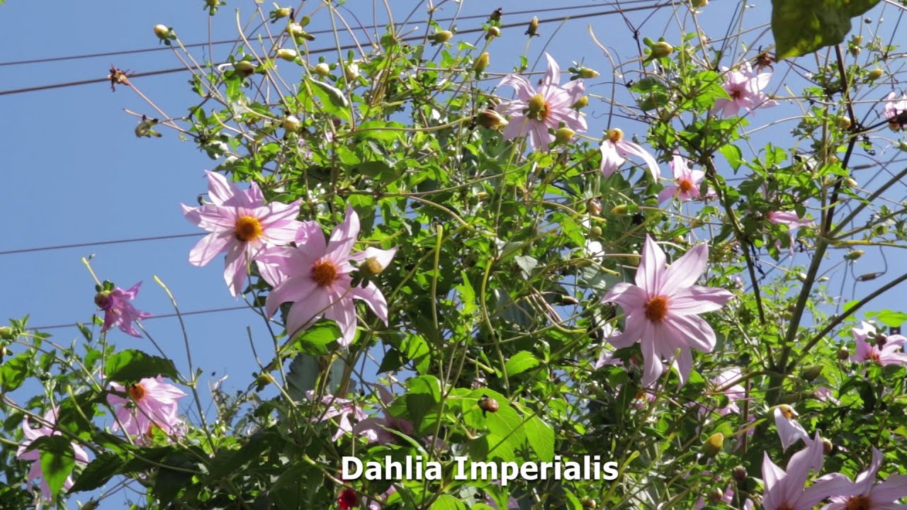 Размножение и уход за растением Dahlia Imperialis. | Древовидная георгина | Гигантская георгина.