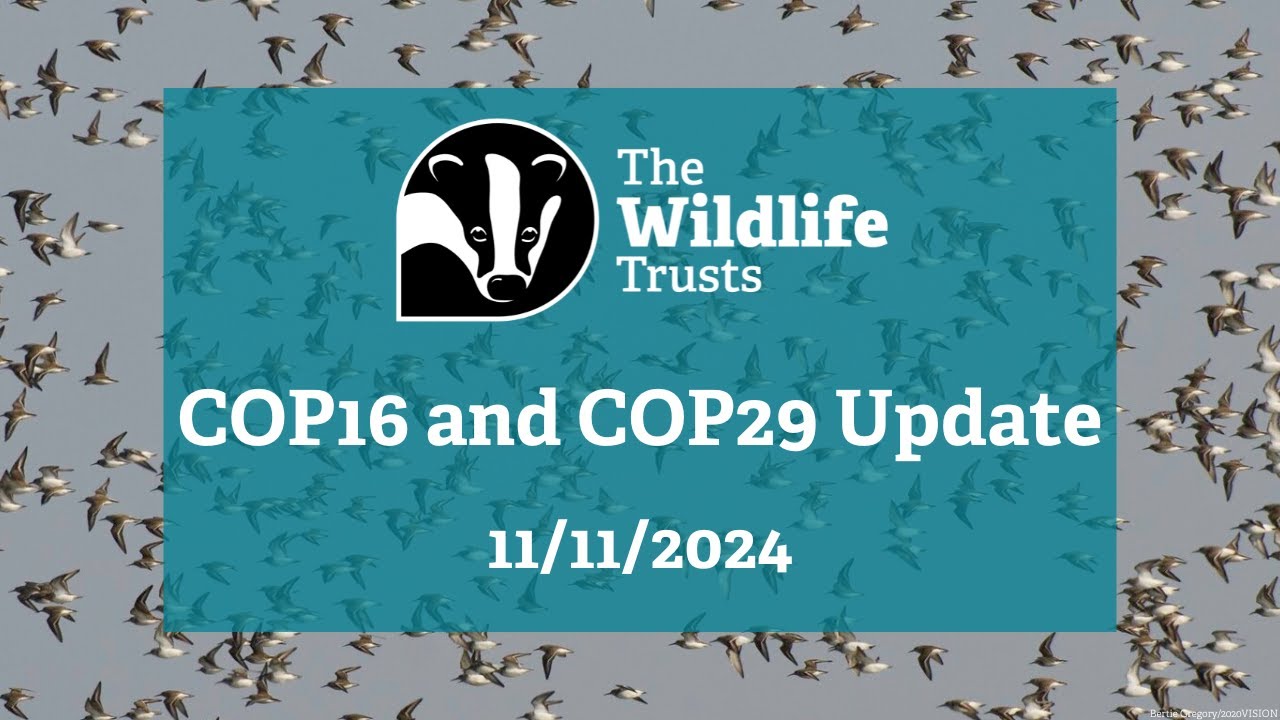 The Wildlife Trusts' #COP16 & #COP29 Update 11/11/2024
