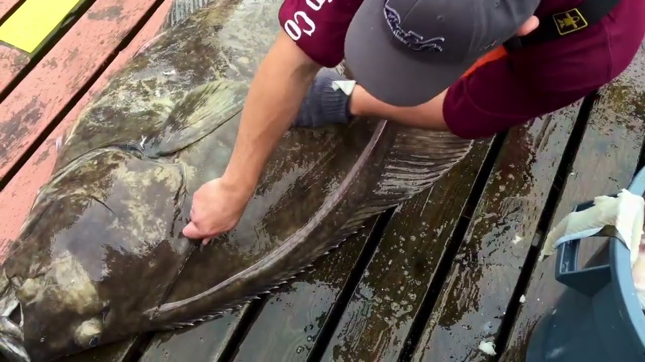 filleting a halibut