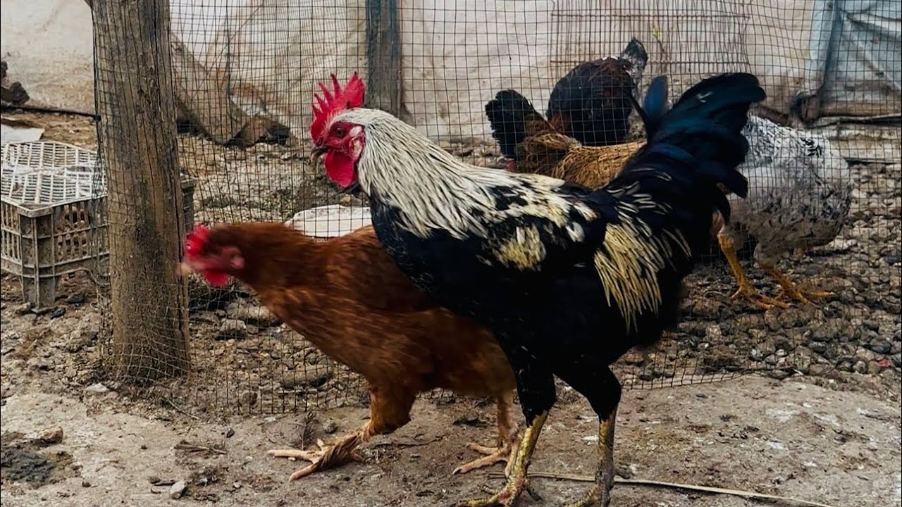 I separated my rooster from his favorite hen to see his reaction 