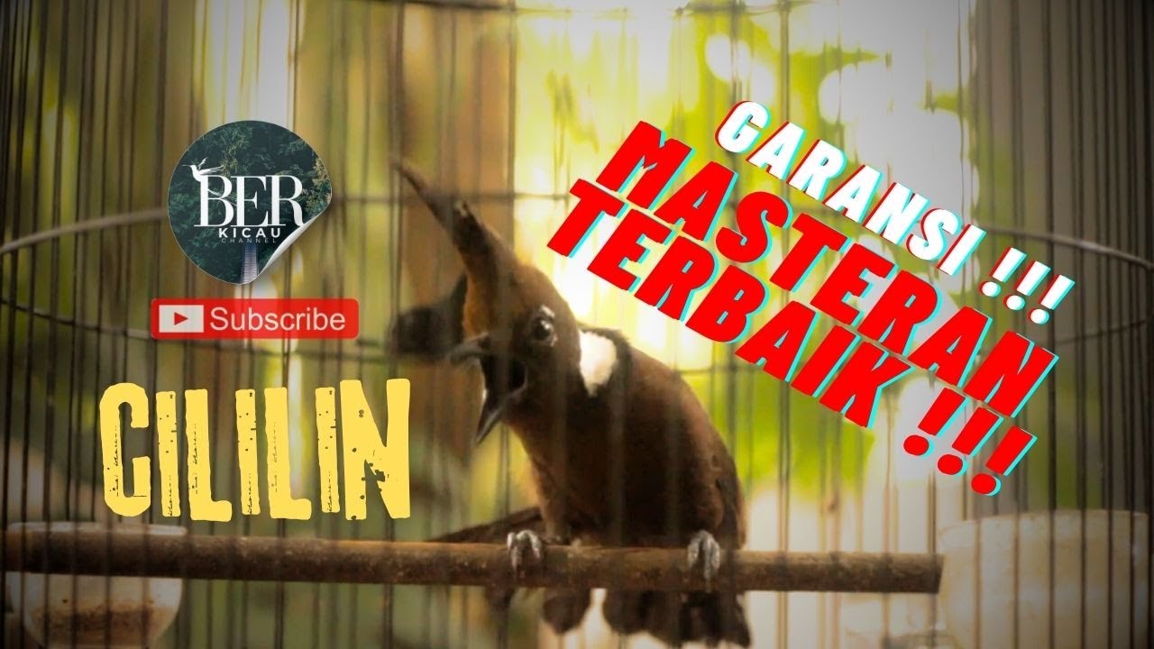 CILILIN MUNTAH ROLL TEMBAK MEWAH !!! #cililin #cililingacor #kicaumania #masteranmuraibatu