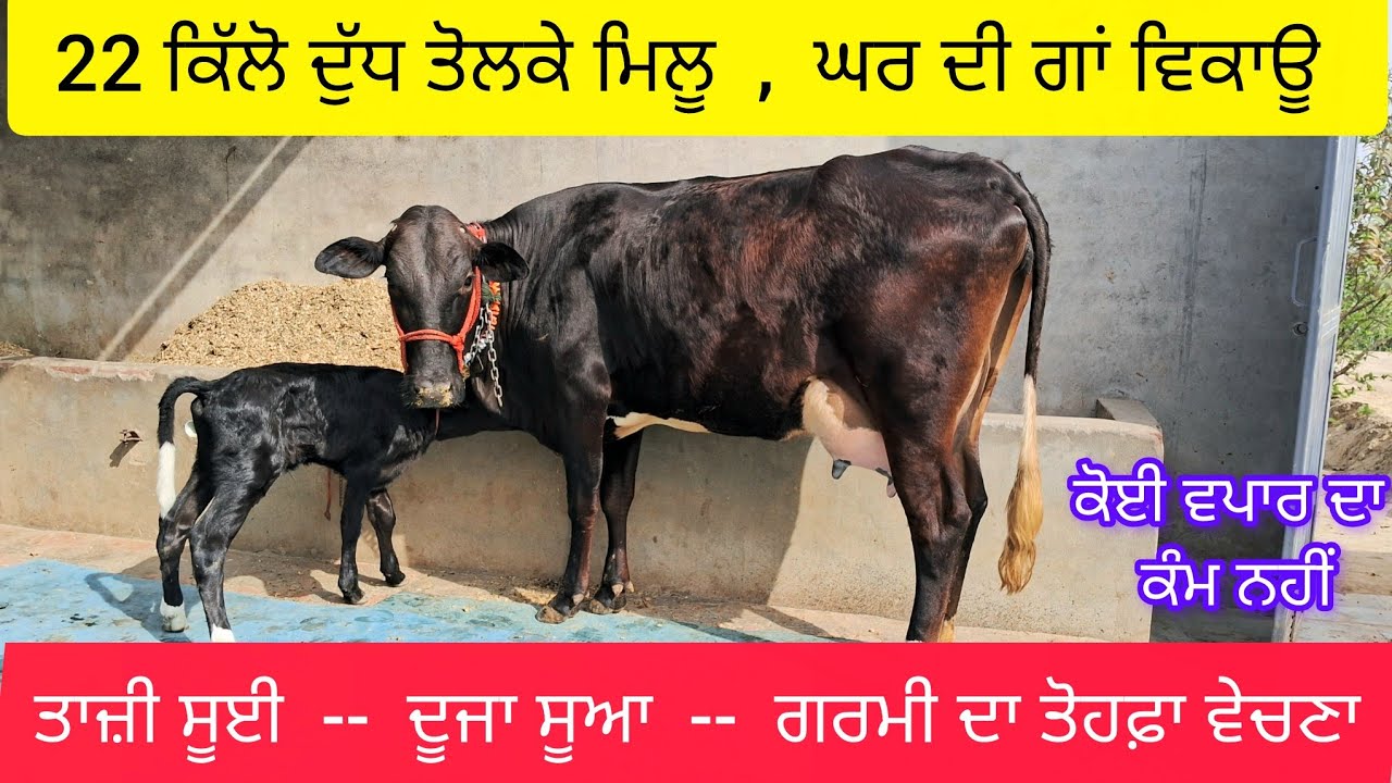 ਗਰਮੀ ਦਾ ਤੋਹਫ਼ਾ 22 ਕਿੱਲੋ ਤਿਆਰ ਦੁੱਧ , ਗਾਂ ਵਿਕਾਊ  99413-63000  ਘਰੇਲੂ ਗਾਂ .  Hf cross cow sale 22kg milk