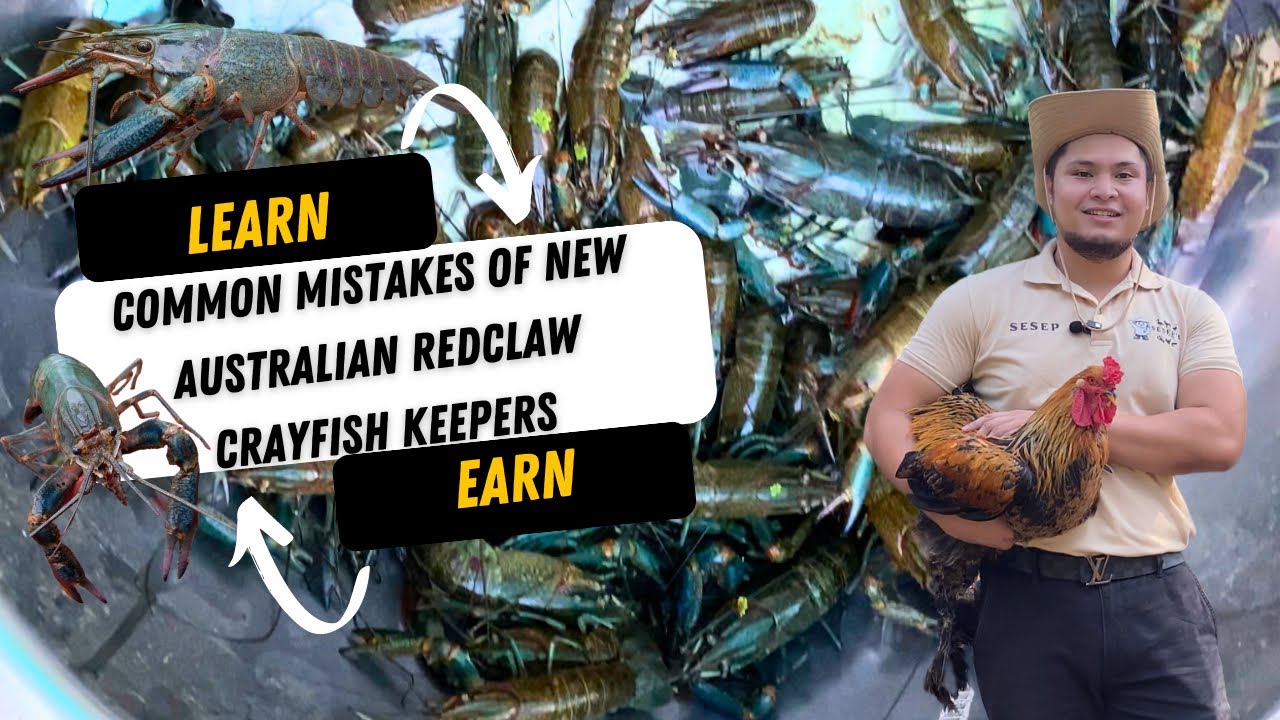 How NOT to kill your Australian Redclaw Crayfish: Avoid these common mistakes!