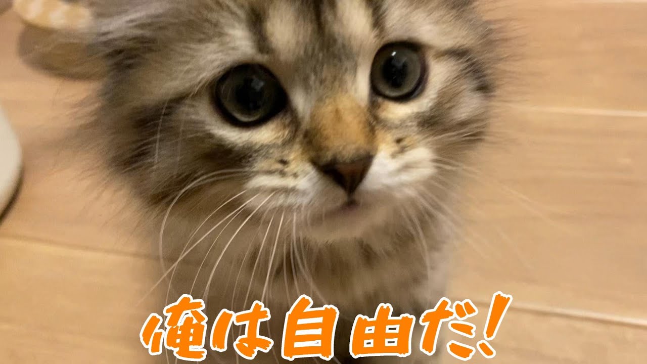 ケージの外に初めて出る子猫がかわいい【episode2】【サイベリアン】