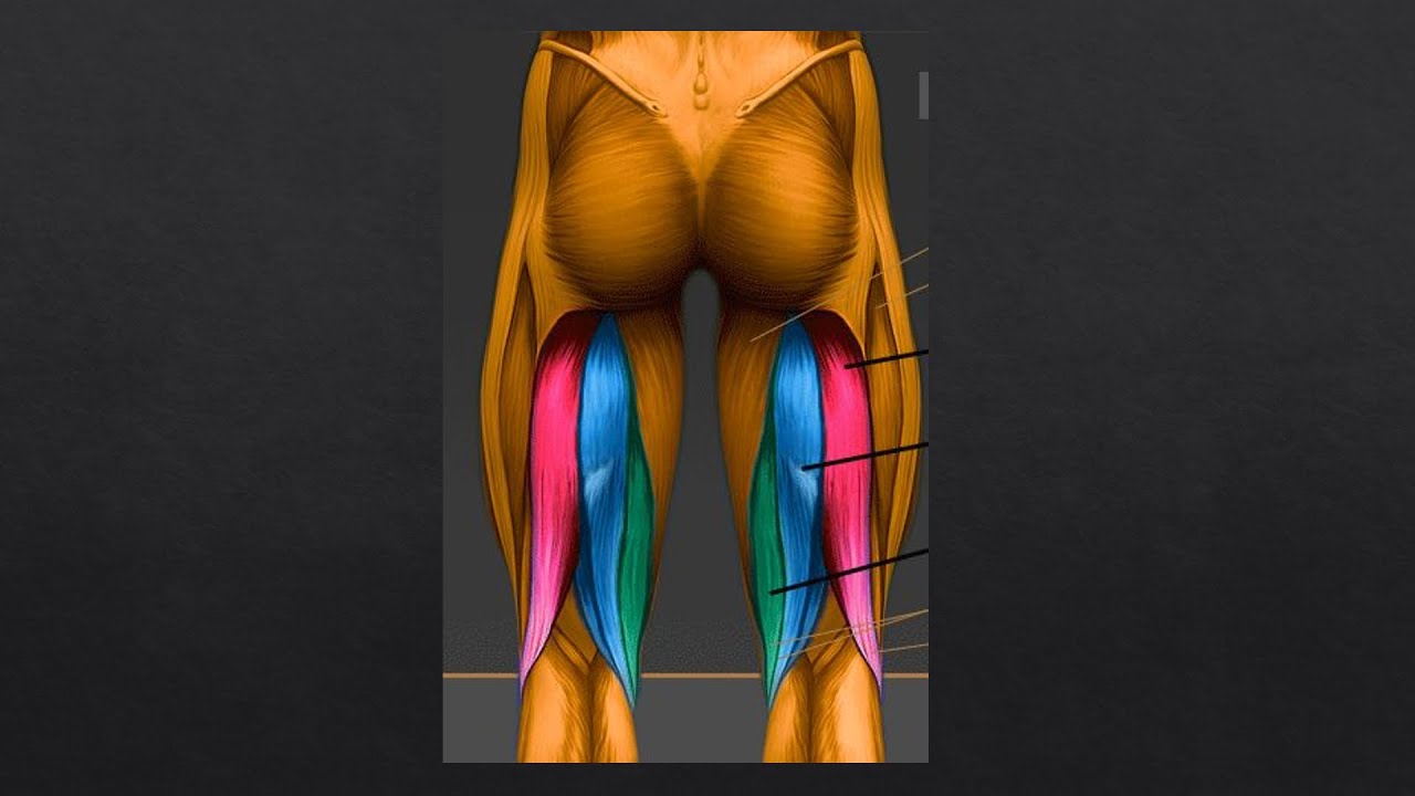 Uyluğun arka bölüm kasları (hamstring kasları)