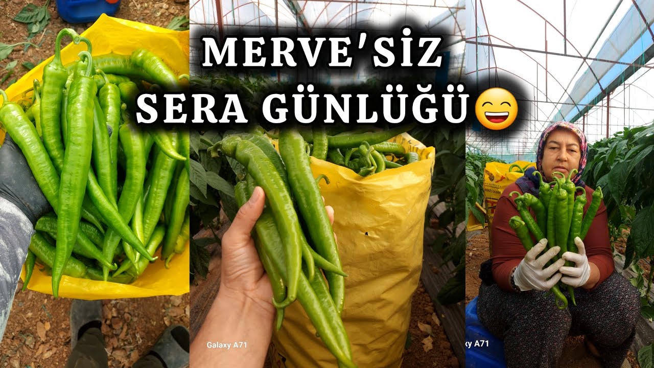 SERA'DA 55. GÜN BİBER TOPLAMA ZAMANI