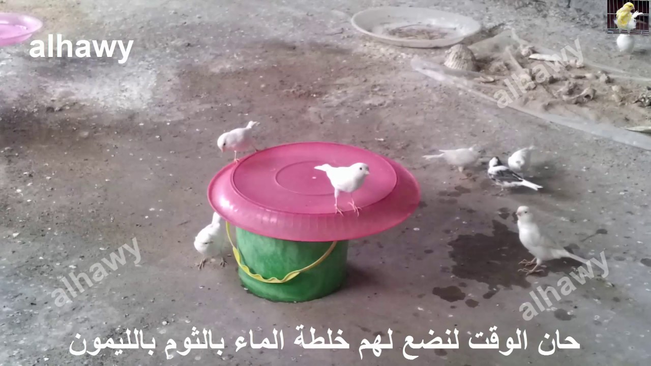 فوائد خلطة الثوم والليمون لطائر الكناري